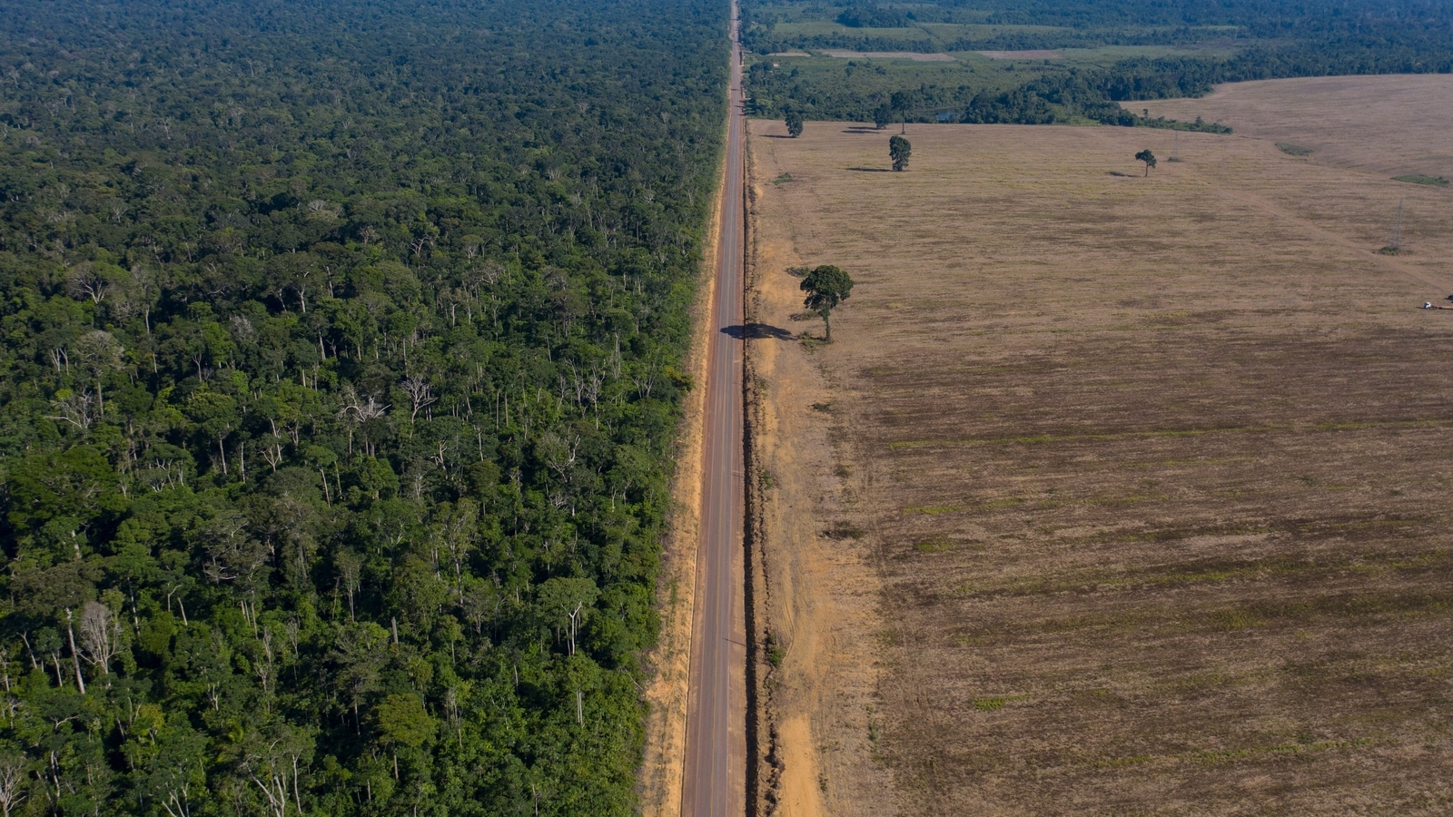 Amazon loses 10% of its vegetation in nearly four decades : Report