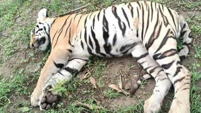 Carcasses are being taken to Chandrapur veterinary hospital for a post-mortem (HT Photo/ Representative Image) Carcasses are being taken to Chandrapur veterinary hospital for a post-mortem (HT Photo/ Representative Image)