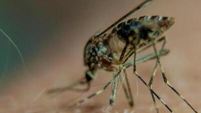 According to the World Health Organisation (WHO), every year there are more than 700,000 deaths from diseases such as malaria, dengue, yellow fever, and Japanese encephalitis which are vector-borne diseases. (REPRESENTATIVE PHOTO) According to the World Health Organisation (WHO), every year there are more than 700,000 deaths from diseases such as malaria, dengue, yellow fever, and Japanese encephalitis which are vector-borne diseases. (REPRESENTATIVE PHOTO)