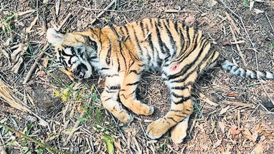The carcasses were brought to transit treatment centre (TTC) in Chandrapur for post-mortem, field director said, adding the tissue samples of the cubs and the tigress would be analysed using DNA identification methods. (HT PHOTO) The carcasses were brought to transit treatment centre (TTC) in Chandrapur for post-mortem, field director said, adding the tissue samples of the cubs and the tigress would be analysed using DNA identification methods. (HT PHOTO)