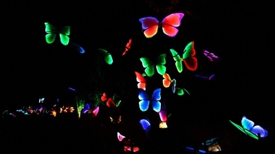 Huge lanterns depicting bugs and flowers at the Belgium zoo. (REUTERS)