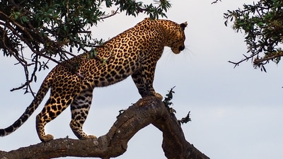 Masai Mara National Park, Kenya: One of the largest cheetah densities in Africa can be found in Masai Mara National Park. It also has one of the greatest tourist populations, therefore, many animals, including the cheetah, are less cautious of cars. In some situations, the cheetahs are so accustomed to the cars that they utilise them as a high ground to climb up and have a nice view of the green plains. (Unsplash) Masai Mara National Park, Kenya: One of the largest cheetah densities in Africa can be found in Masai Mara National Park. It also has one of the greatest tourist populations, therefore, many animals, including the cheetah, are less cautious of cars. In some situations, the cheetahs are so accustomed to the cars that they utilise them as a high ground to climb up and have a nice view of the green plains. (Unsplash)
