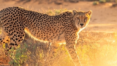 International Cheetah Day: Cheetah safari is the ideal opportunity to see cheetahs if you have always been interested in them but haven't seen them in the wild. Cheetahs are among the fastest cats in the world and can travel up to 50 mph. If you have been dreaming of encountering wild cheetahs in their natural habitat, then check out these best places for a cheetah safari. (Unsplash) International Cheetah Day: Cheetah safari is the ideal opportunity to see cheetahs if you have always been interested in them but haven't seen them in the wild. Cheetahs are among the fastest cats in the world and can travel up to 50 mph. If you have been dreaming of encountering wild cheetahs in their natural habitat, then check out these best places for a cheetah safari. (Unsplash)