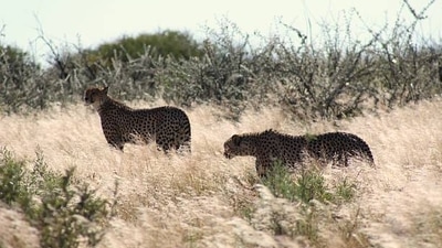 Central Kalahari Game Reserve, Botswana: The Central Kalahari is made up of a combination of grassy plains and basins which are ideal hunting grounds for cheetahs. Due to less number of predators, it is home to a healthy cheetah population. The months of March through July are ideal for visiting the Central Kalahari Game Reserve. (istockphoto) Central Kalahari Game Reserve, Botswana: The Central Kalahari is made up of a combination of grassy plains and basins which are ideal hunting grounds for cheetahs. Due to less number of predators, it is home to a healthy cheetah population. The months of March through July are ideal for visiting the Central Kalahari Game Reserve. (istockphoto)