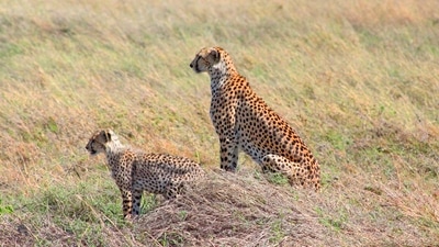 Serengeti National Park, Tanzania: It is one of the best places to see cheetahs. With its wide open grassy plains and variety of prey animals, this is unquestionably the ideal cheetah habitat. Cheetahs can be found here all year round, but the best time to see them is from December to March. (Unsplash) Serengeti National Park, Tanzania: It is one of the best places to see cheetahs. With its wide open grassy plains and variety of prey animals, this is unquestionably the ideal cheetah habitat. Cheetahs can be found here all year round, but the best time to see them is from December to March. (Unsplash)