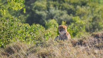 Kruger National Park, South Africa: Kruger Park has a robust population of all kinds of wildlife including big cats. The current cheetah population in the park is around 200, making your chances of seeing them decent. The private reserves around the park are also top-notch for cheetah sightings. (Unsplash) Kruger National Park, South Africa: Kruger Park has a robust population of all kinds of wildlife including big cats. The current cheetah population in the park is around 200, making your chances of seeing them decent. The private reserves around the park are also top-notch for cheetah sightings. (Unsplash)