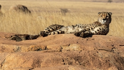 Kafue National Park, Zambia: The largest national park in Zambia is Kafue National Park. Cheetahs are present throughout the Park, although they thrive in Zambia's northern Busanga Plains region. Several lion's pride, cheetahs, and the elusive leopard can be spotted here. (pexels) Kafue National Park, Zambia: The largest national park in Zambia is Kafue National Park. Cheetahs are present throughout the Park, although they thrive in Zambia's northern Busanga Plains region. Several lion's pride, cheetahs, and the elusive leopard can be spotted here. (pexels)