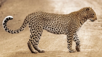Etosha National Park, Namibia: Etosha is Namibia's largest repository of cheetahs because of its arid wide grasslands, which sustain a healthy population of these speedsters. The winter months from April onwards are the best time to see cheetahs in Namibia. (Unsplash) Etosha National Park, Namibia: Etosha is Namibia's largest repository of cheetahs because of its arid wide grasslands, which sustain a healthy population of these speedsters. The winter months from April onwards are the best time to see cheetahs in Namibia. (Unsplash)