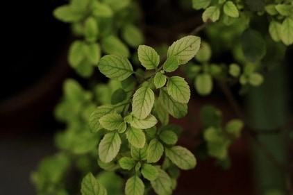 Tulsi is an age-old home remedy for a host of respiratory complaints, including dust allergies (Pixabay) Tulsi is an age-old home remedy for a host of respiratory complaints, including dust allergies (Pixabay)