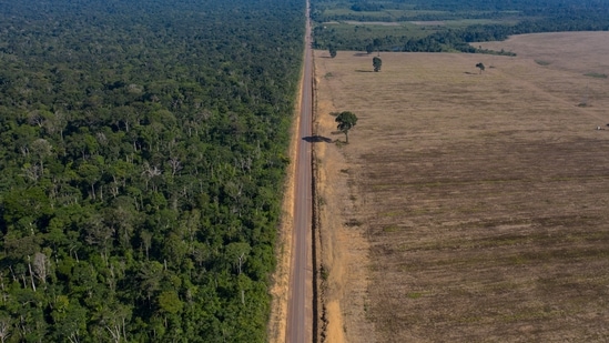 From 1985 to 2021, the deforested area surged from 490,000 square kilometers (190,000 square miles) to 1,250,000 square kilometers (482,000 square miles), unprecedented destruction in the Amazon (AP Photo/Leo Correa, File)(AP) From 1985 to 2021, the deforested area surged from 490,000 square kilometers (190,000 square miles) to 1,250,000 square kilometers (482,000 square miles), unprecedented destruction in the Amazon (AP Photo/Leo Correa, File)(AP)