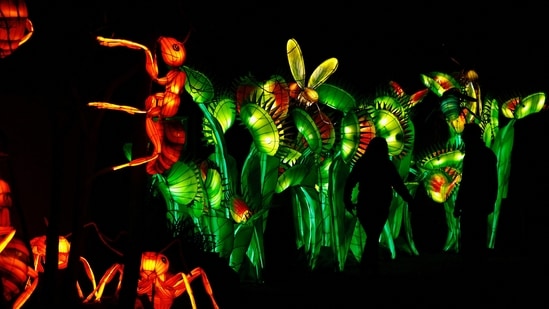 Visitors walk between huge lanterns depicting bugs and flowers at Belgium's Planckendael Zoo during its annual festive China Light ZOO light show.(REUTERS)