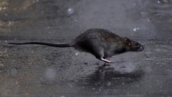 A rat runs across a sidewalk in the snow in the Manhattan borough of New York City, New York, U.S.(REUTERS file)