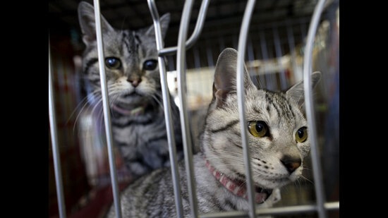 PMC plan to use trap cages to catch cats. (Representative image) PMC plan to use trap cages to catch cats. (Representative image)