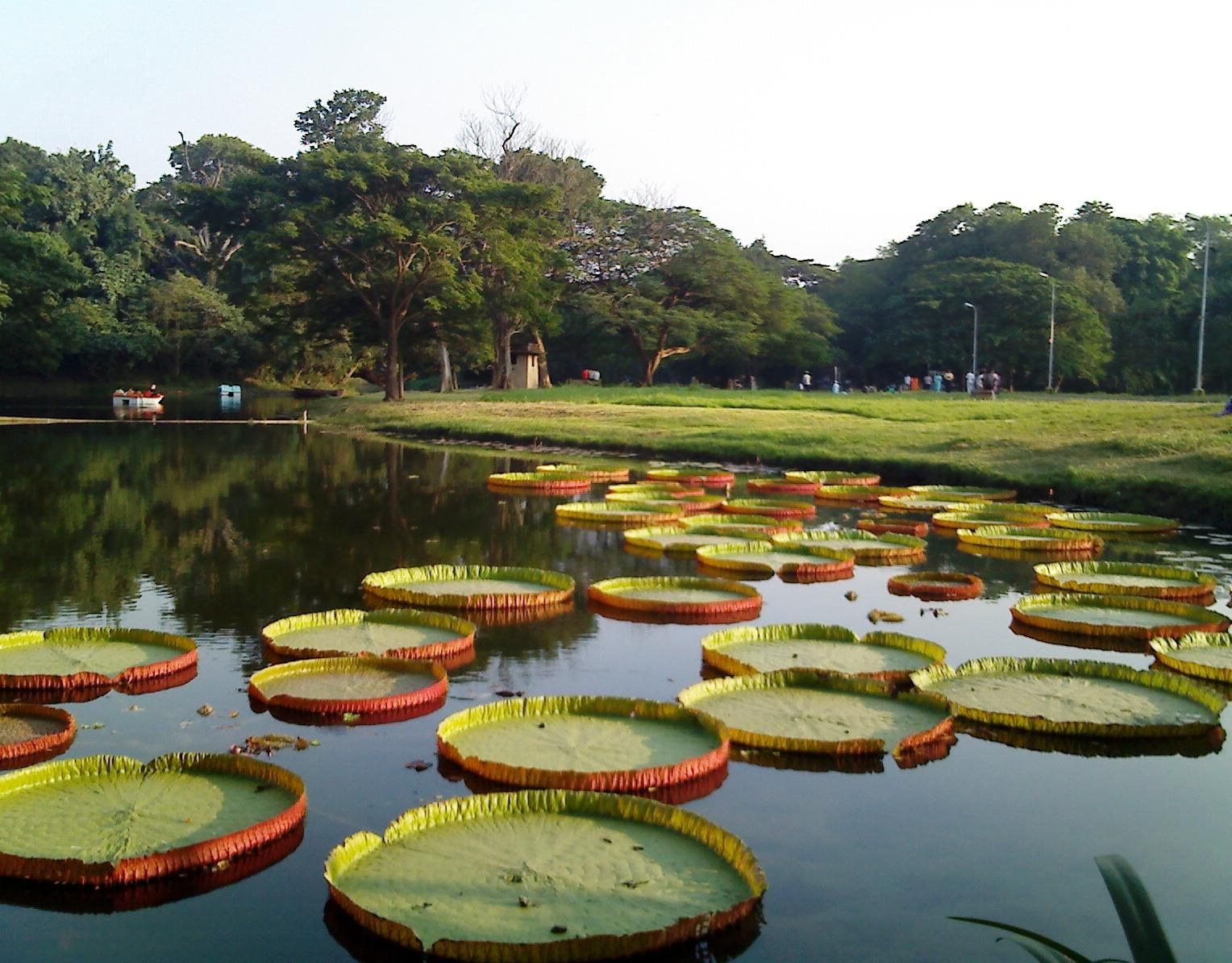 The Botanical Gardens of Calcutta were founded by Robert Kyd in 1787.(pinterest)