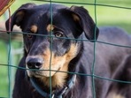 Celebrate Shelter Pets Day is celebrated on December 5 every year.(Pixabay) Celebrate Shelter Pets Day is celebrated on December 5 every year.(Pixabay)