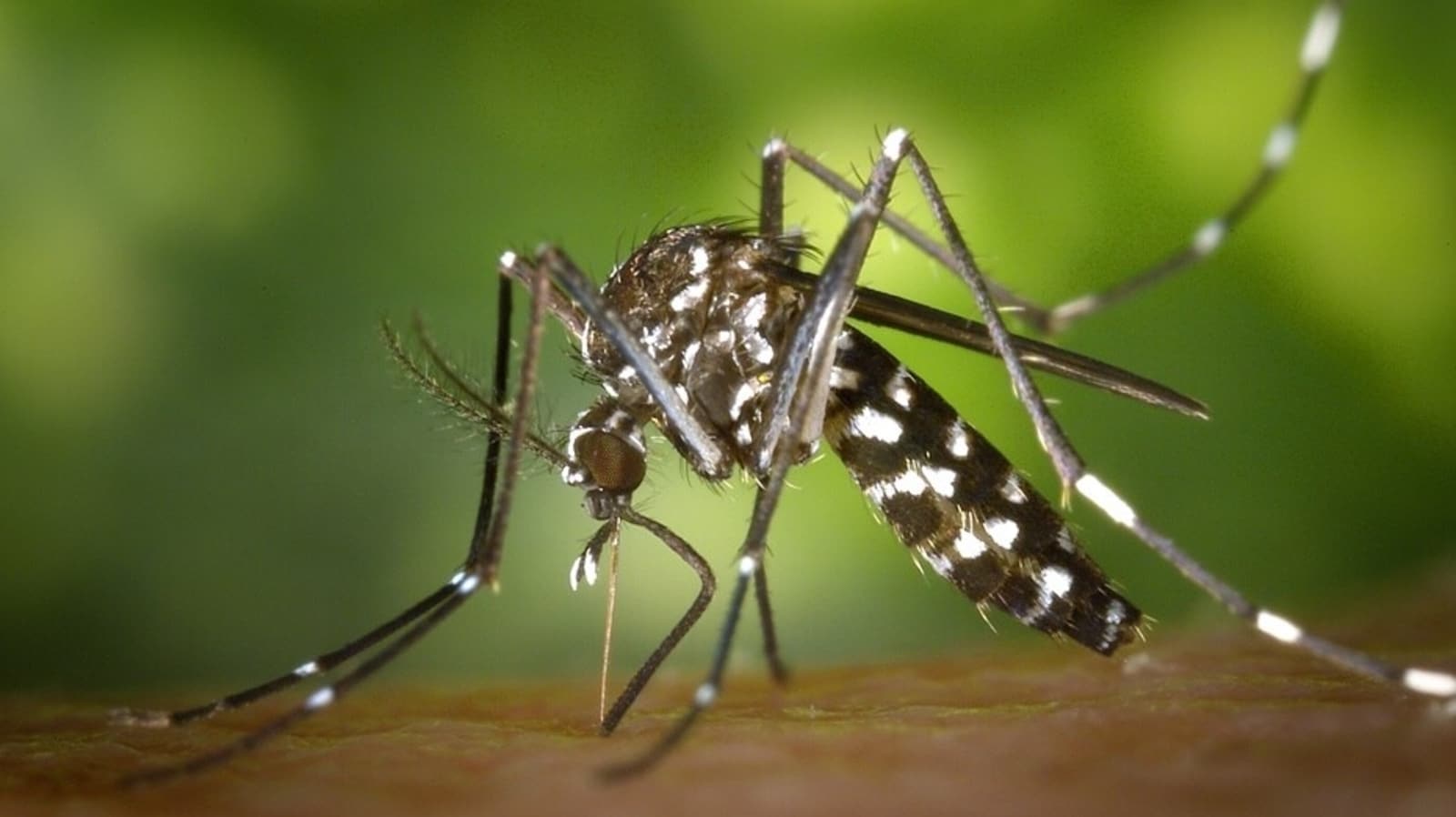 Asian Tiger Mosquito: One bite can contract five deadly diseases.health