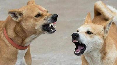 Locals claim they were not able to move out of house because of he dog (Representative Photo)
