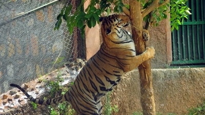 The objective of the project is to end the human-carnivore conflict in the Valmiki-Chitwan-Parsa transboundary landscape. (Representative Image/ANI) The objective of the project is to end the human-carnivore conflict in the Valmiki-Chitwan-Parsa transboundary landscape. (Representative Image/ANI)