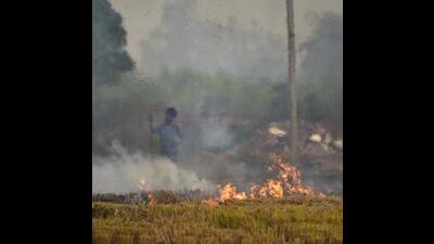 In the past, paddy growers in Punjab and Haryana preferred to burn the straw than feeding it to the animals, due to high silica content . (HT file photo) In the past, paddy growers in Punjab and Haryana preferred to burn the straw than feeding it to the animals, due to high silica content . (HT file photo)