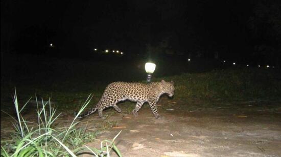 In Bengaluru, an alert was also sounded in Kengeri, Kumbalagodu, Devanahalli and surrounding localities of Bengaluru after locals spotted four leopards in the area. (HT Photo) In Bengaluru, an alert was also sounded in Kengeri, Kumbalagodu, Devanahalli and surrounding localities of Bengaluru after locals spotted four leopards in the area. (HT Photo)