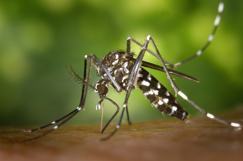 Asian tiger mosquitoes, also known as forest mosquitoes, are an exotic species that get their "tiger" name from the single white stripe down the centre of their head and back. (Wikipedia) Asian tiger mosquitoes, also known as forest mosquitoes, are an exotic species that get their "tiger" name from the single white stripe down the centre of their head and back. (Wikipedia)