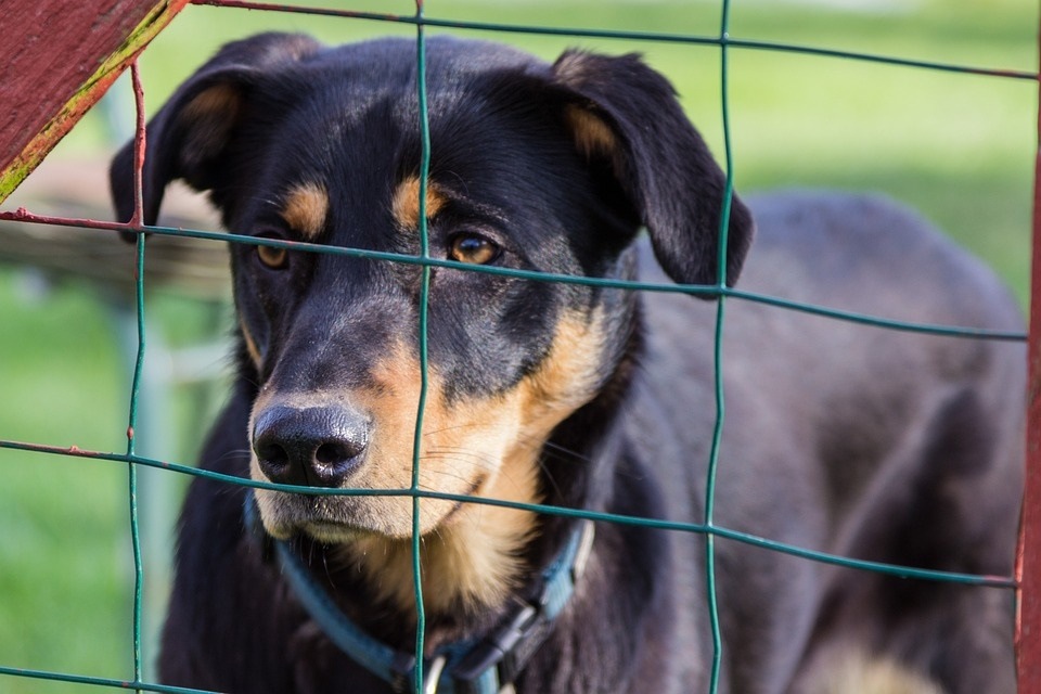 Celebrate Shelter Pets Day is celebrated on December 5 every year. (Pixabay) Celebrate Shelter Pets Day is celebrated on December 5 every year. (Pixabay)