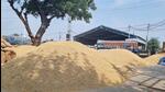 Though the government has imposed 20% duty on rice exports, but traders say that it will not impact their profit as rice prices are at a record high. (Representational Image/HT File) Though the government has imposed 20% duty on rice exports, but traders say that it will not impact their profit as rice prices are at a record high. (Representational Image/HT File)