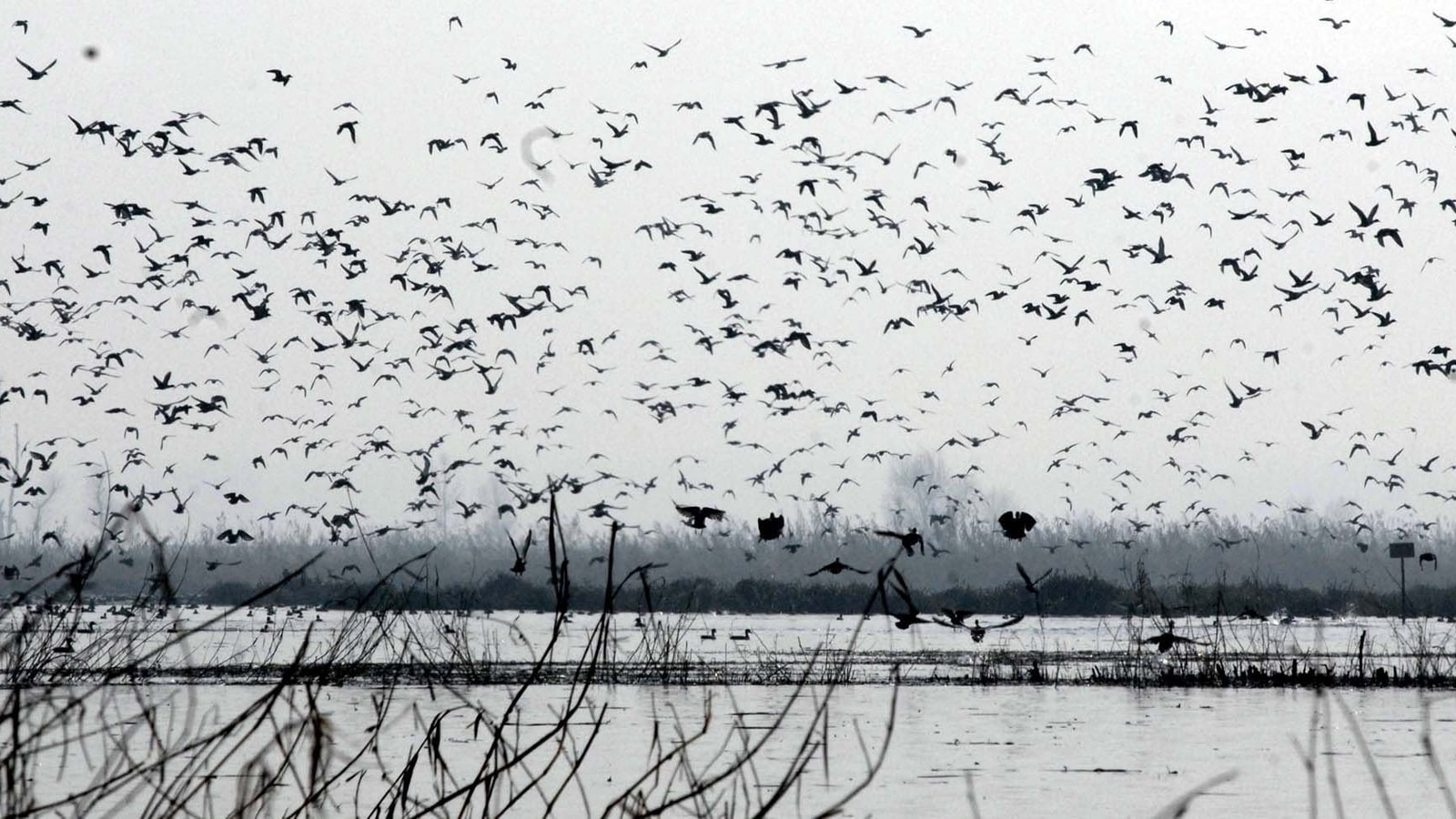 Study finds how hormones help birds to cope with environmental changes