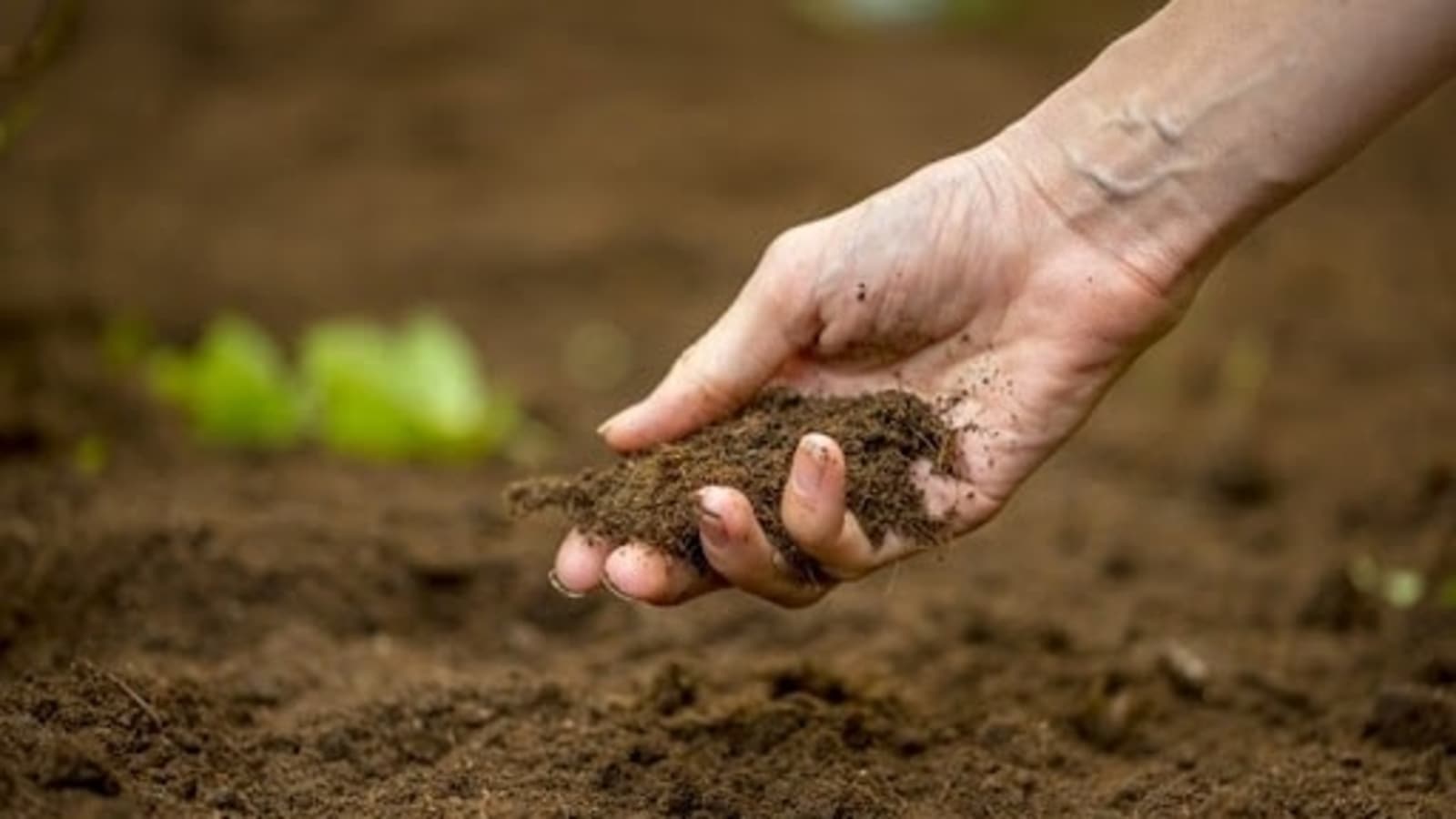 World Soil Day 2022 celebrates ‘soil: where food begins’ | 5 points