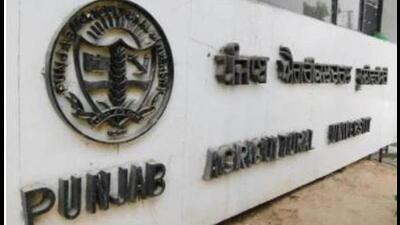 “During 2021, the incidence of pink bollworm ranging from 0-90% was reported from almost all major districts of cotton belt of Punjab including Bathinda, Fazilka, Mansa, Muktsar, Moga, Barnala, Sangrur, and Faridkot,” Punjab Agricultural University (PAU), Ludhiana, vice-chancellor Dr Satbir Singh Gosal said. (HT FILE PHOTO) “During 2021, the incidence of pink bollworm ranging from 0-90% was reported from almost all major districts of cotton belt of Punjab including Bathinda, Fazilka, Mansa, Muktsar, Moga, Barnala, Sangrur, and Faridkot,” Punjab Agricultural University (PAU), Ludhiana, vice-chancellor Dr Satbir Singh Gosal said. (HT FILE PHOTO)