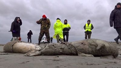 Journalists and Interdistrict Environmental Prosecutor's Office employees walk near the bodies of dead seals on shore of the Caspian Sea. (AP) Journalists and Interdistrict Environmental Prosecutor's Office employees walk near the bodies of dead seals on shore of the Caspian Sea. (AP)