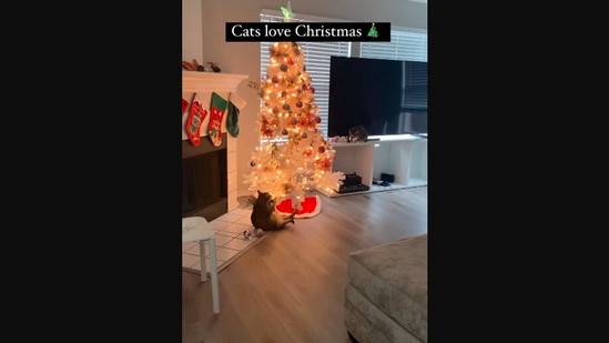 The image, taken from the viral Instagram video, shows the cat looking at the decorated Christmas tree.(Screengrab)