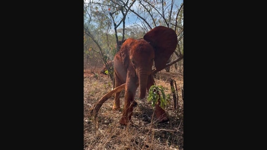 The image, taken from the viral video on Instagram, shows a baby elephant named Nyambeni. (Instagram/@sheldricktrust)