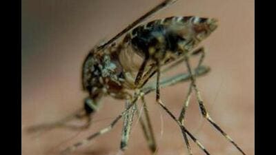 Ludhiana recorded six new dengue cases on Tuesday taking the tally of confirmed cases to 1,053. Out of these, 790 have been reported from urban areas and the rest from rural areas. (AFP File Photo)