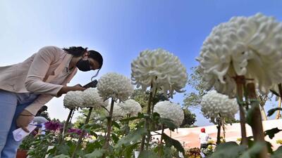A visitor admiring chrysanthemum flowers during the show organised by department of floriculture and landscaping at PAU in Ludhiana. (Gurpreet Singh/HT) A visitor admiring chrysanthemum flowers during the show organised by department of floriculture and landscaping at PAU in Ludhiana. (Gurpreet Singh/HT)