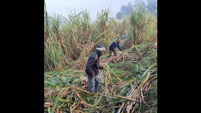 Farmer unions to launch stir against govt’s delay in fixing sugarcane SAP Farmer unions to launch stir against govt’s delay in fixing sugarcane SAP