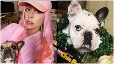 Following the incident, Lady Gaga offered a $500,000 reward for the return of dogs Koji and Gustav.
