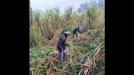 Farmer unions to launch stir against govt’s delay in fixing sugarcane ...