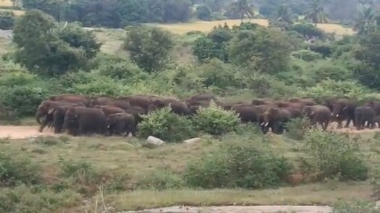 The image, taken from the Twitter video, shows the herd of elephants in Tamil Nadu looking for ragi crops. (Twitter/@supriyasahuias)