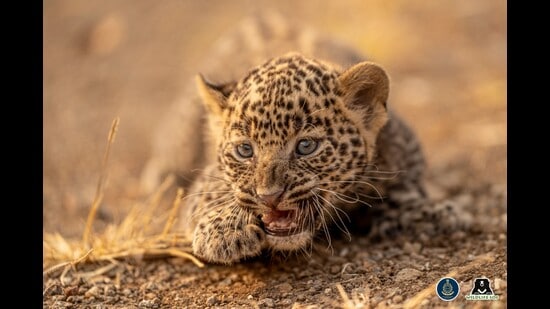 Every cub found has to undergo a mandatory health examination. (HT PHOTO)