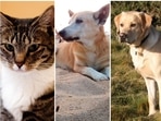 Google Year in Search 2022: Most searched pets around the world Google Year in Search 2022: Most searched pets around the world
