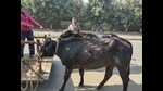 MC had on December 1 alloted a fresh one-year tender to remove stray cattle from city roads. (HT File) MC had on December 1 alloted a fresh one-year tender to remove stray cattle from city roads. (HT File)