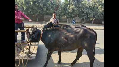 MC had on December 1 alloted a fresh one-year tender to remove stray cattle from city roads. (HT File) MC had on December 1 alloted a fresh one-year tender to remove stray cattle from city roads. (HT File)