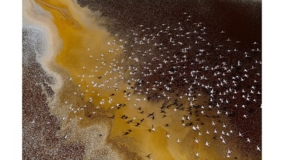 Winner: Young Environmental Photographer of the Year | Beautiful But Hostile Colours on Earth: This image was made in Southern Rift Valley, Kenya on July 24, 2022 – Lesser flamingoes photographed over Lake Magadi and Lake Natron. The two water bodies were once a single freshwater lake but today the two lakes are highly concentrated salt pans, severely alkaline and toxic to most forms of animal and plant life. The lesser flamingoes are an exception because of their biological makeup, and the birds love to feed on the algae that thrive on the surface. As beautiful as the colours may be, the different hues relate to the algae which change colour as a result of the reaction to the differing levels of alkaline content of the lakes. (Fayz Khan / Environmental photographer of the year ) Winner: Young Environmental Photographer of the Year | Beautiful But Hostile Colours on Earth: This image was made in Southern Rift Valley, Kenya on July 24, 2022 – Lesser flamingoes photographed over Lake Magadi and Lake Natron. The two water bodies were once a single freshwater lake but today the two lakes are highly concentrated salt pans, severely alkaline and toxic to most forms of animal and plant life. The lesser flamingoes are an exception because of their biological makeup, and the birds love to feed on the algae that thrive on the surface. As beautiful as the colours may be, the different hues relate to the algae which change colour as a result of the reaction to the differing levels of alkaline content of the lakes. (Fayz Khan / Environmental photographer of the year )