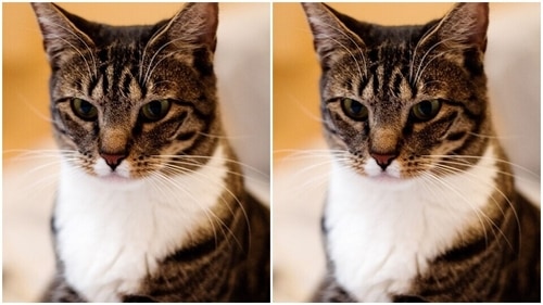 Domestic short-haired cat (By Dustin Warrington - Flickr, CC BY-SA 2.0, https://commons.wikimedia.org/w/index.php?curid=2645977) Domestic short-haired cat (By Dustin Warrington - Flickr, CC BY-SA 2.0, https://commons.wikimedia.org/w/index.php?curid=2645977)