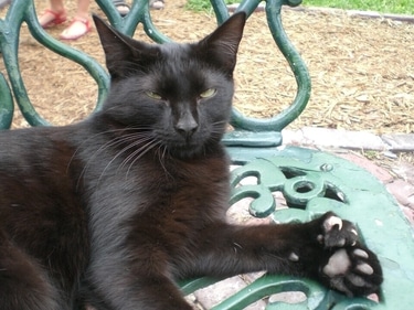 Polydactyl cat (Wikipedia) Polydactyl cat (Wikipedia)