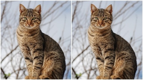 Tabby Cat (Wikipedia) Tabby Cat (Wikipedia)