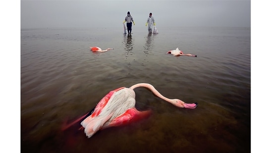 Grand title winner: Environmental photographer of the year | The Bitter Death of Birds: This image was made in Miankaleh, Iran on March 12, 2021 – In 2019/2020 and 2020/2021, thousands of birds had died in the Miankala lagoon due to lack of water and its contamination with various toxins. This photo shows the efforts of the environmental forces to collect the bodies and prevent the spread of this disease. In the next year, fortunately, the birds returned to the wetland from the beginning of October to the end of March and after that they migrate and the photographers were able to capture them for almost 6 months of the year. (Mehdi Mohebi Pour / Environmental Photographer of the Year)