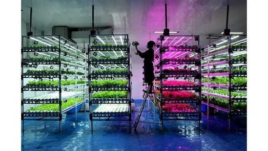 Winner: Vision of the Future | Vertical Farming: An officer maintains vegetable crops at a warehouse in Sentra Farm, Depok, Indonesia on January 18, 2022. Vegetables such as curly lettuce, romaine, oclave green, siiomak, and kailan are cultured in a room where the light and temperature remain stable. The advantage of vertical farming is that it is free of pesticides with a harvest period of only 30 days and an average yield of 20 to 30 kg a day. (Arie Basuki / Environmental photographer of the year)