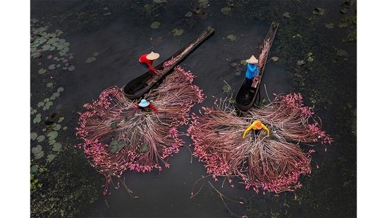 Finalist | “Recovering Nature” - Lillies of Bengal: This image was made in Nabadwip, India on August 7, 2022 – Local villagers collect flowers to sell at the market. Red lilies are used for home decorations and in vegetable curries. Wild blooms of red lilies were rare in India, as they need humid and fresh monsoon water to bloom. Due to adequate rainfall the bodies of water are recovering, so over the last few years red water lilies are visible during the monsoon. The nature is slowly recovering and red lilies are the evidence of the same. (Sandipani Chattopadhyay / Environmental photographer of the year)